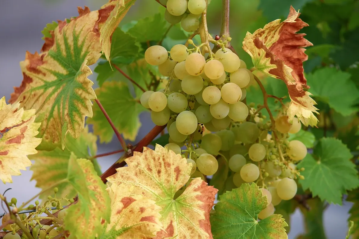 A Seasonal Vine Care Checklist for UK Growers