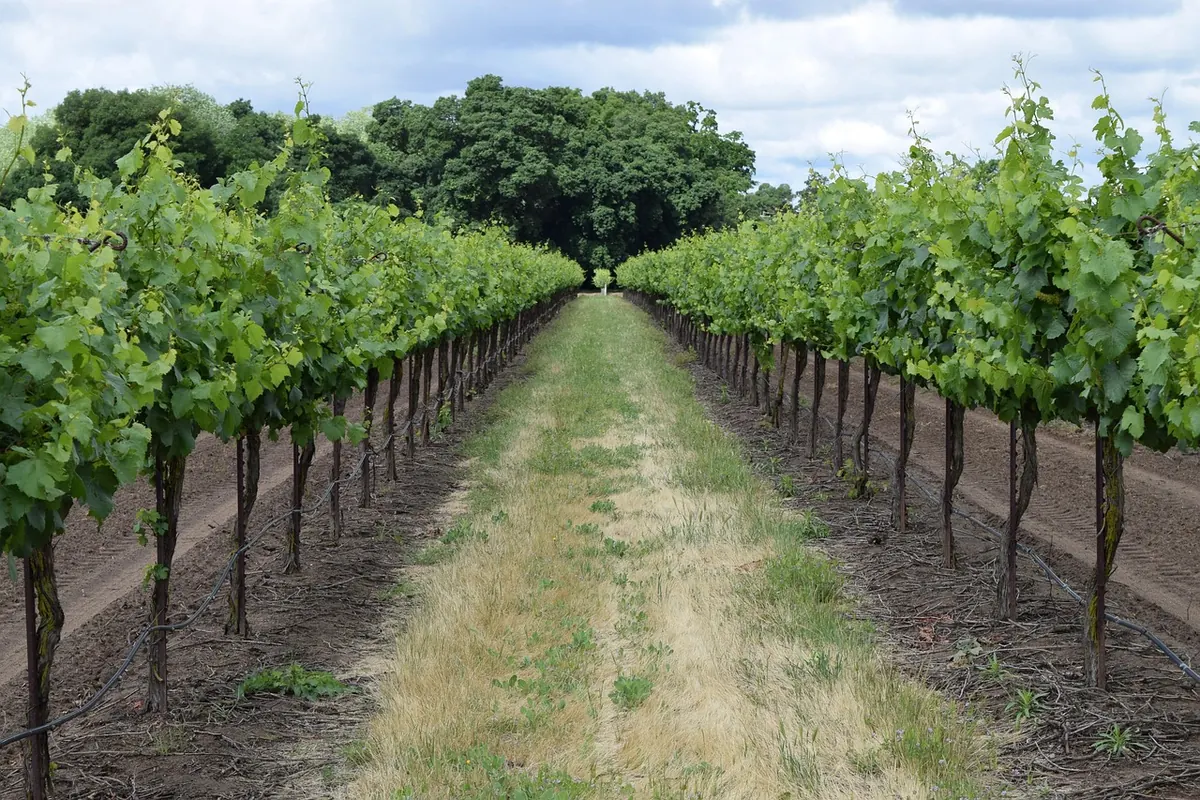 Best Grape Varieties for UK Vineyards: A Comparison for Wine Making