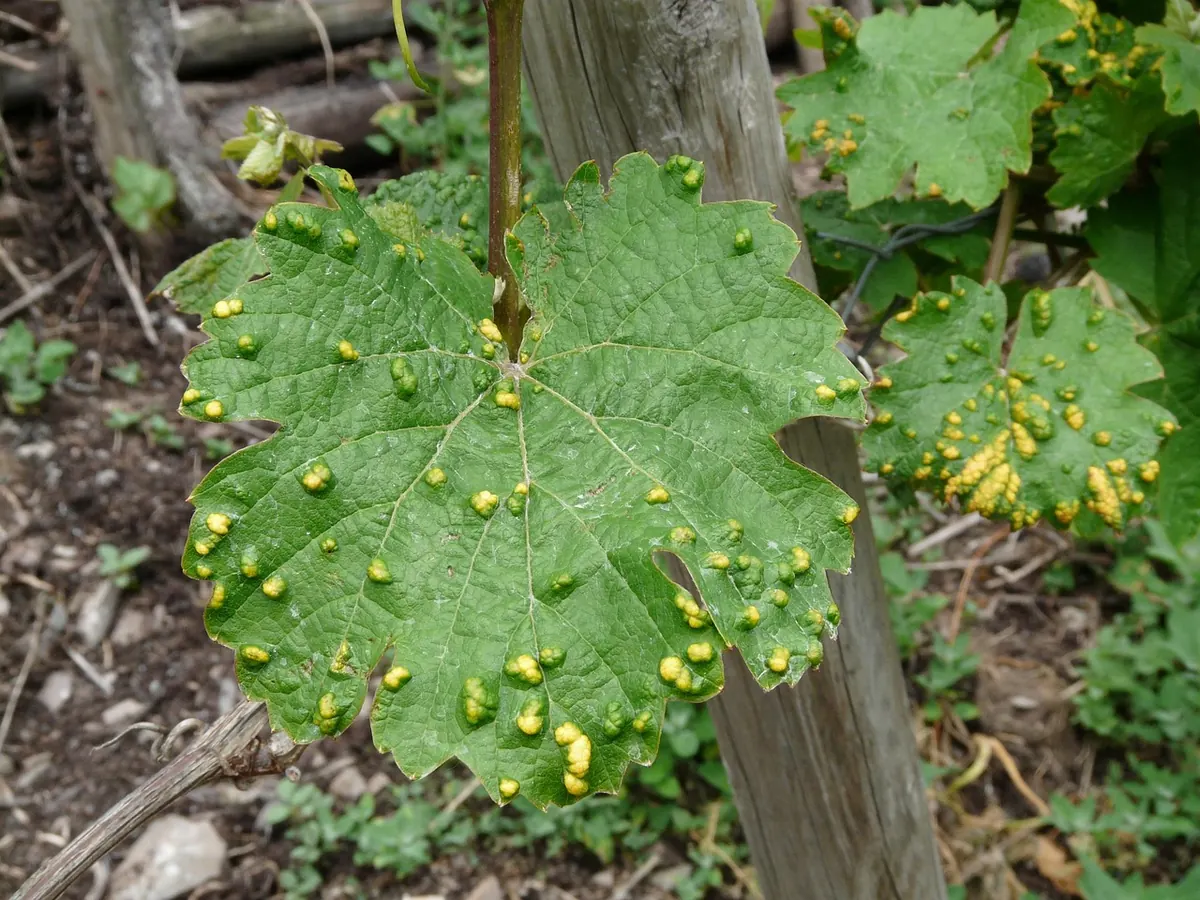 Common Grape Growing Mistakes UK Beginners Make and How to Avoid Them