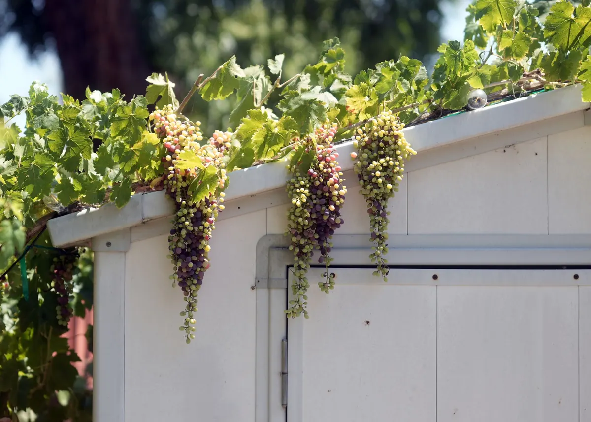 Planting a Grape Vine: A Step-by-Step Guide for UK Gardens