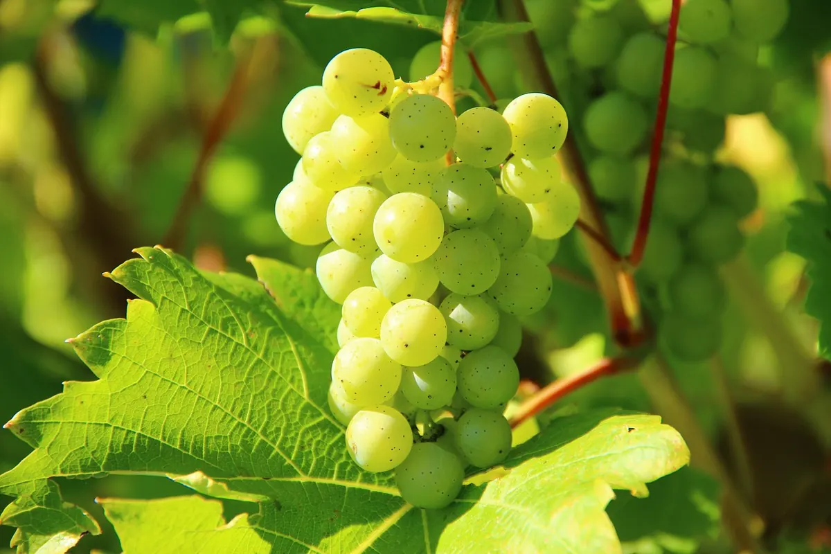 Pruning Grape Vines in Winter: The Guyot Method Explained