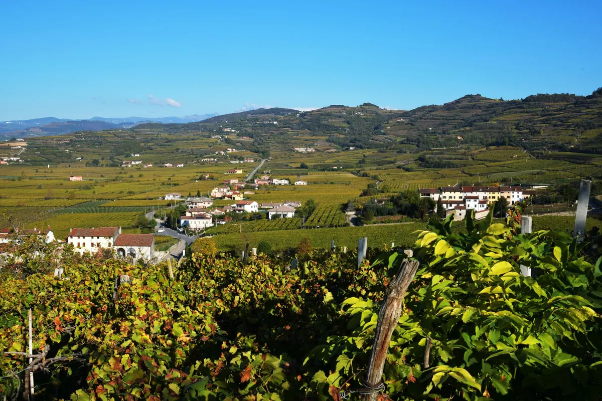 Starting a Small Vineyard in the UK: A Beginner's Guide to Site, Scale and Costs